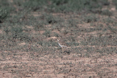 Caspian Plover (female), Taukum Desert, Kazakhstan