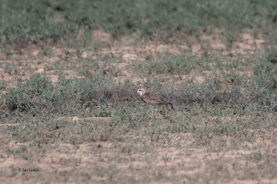 Caspian Plover (male), Taukum Desert, Kazakhstan