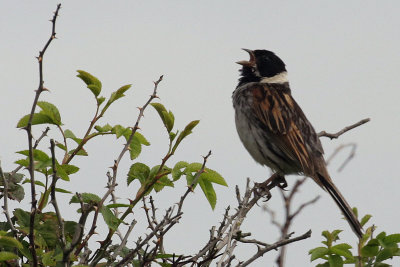 Reed Bunting, Fife Ness