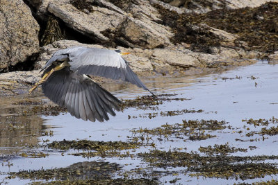 Grey Heron, Balcomie Bay, Fife