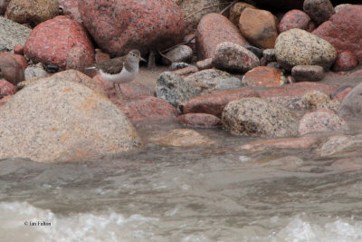 Common Sandpiper, Kaskelen Ili-Ala-Tau NP, Kazakhstan