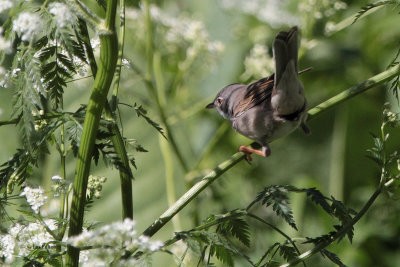 Common Whitethroat, Tien Shan Mountains, Kazakhstan