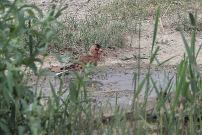 Crimson-winged Finch, Sogety Valley, Kazakhstan