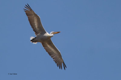 Dalmatian Pelican, Sorbulak Lakes, Kazakhstan