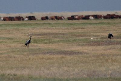 Demoiselle Crane, Korgalzhyn, Kazakhstan