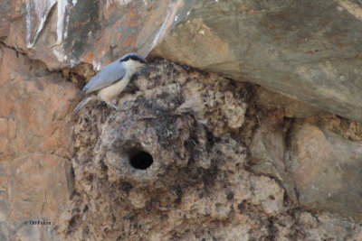 Eastern Rock Nuthatch, Tamgaly, Kazakhstan