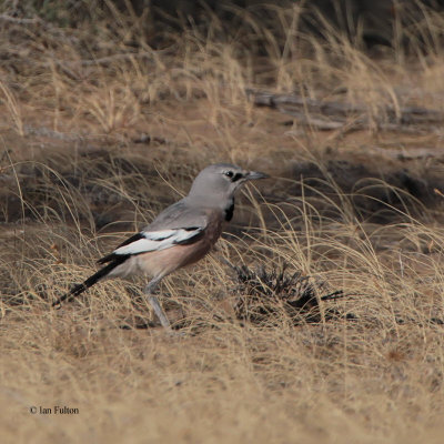 Turkestan or Pander's Ground Jay, Kyzyl-kum Desert, Uzbekistan