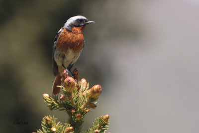 Eversmann's (or Rufous-backed) Redstart, Tien Shan Mountains, Kazakhstan