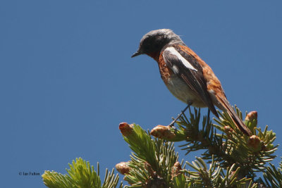 Eversmann's (or Rufous-backed) Redstart, Tien Shan Mountains, Kazakhstan