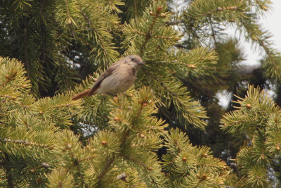 Eversmann's (or Rufous-backed) Redstart, Tien Shan Mountains, Kazakhstan