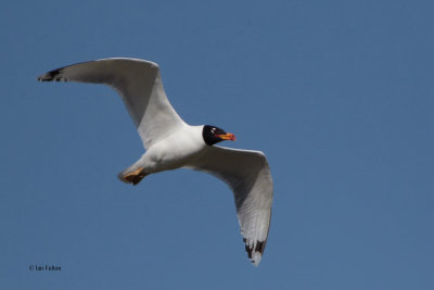 Great Black-headed (or Pallas's) Gull, Korgalzhyn, Kazakhstan