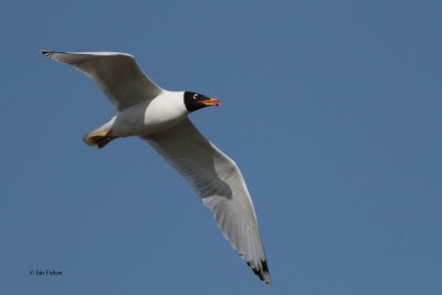 Great Black-headed (or Pallas's) Gull, Korgalzhyn, Kazakhstan