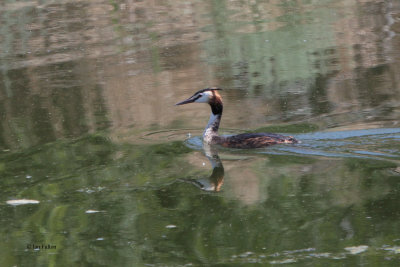 Great Crested Grebe, Sorbulak Lakes, Kazakhstan