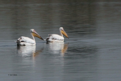 Great White Pelican, Sorbulak Lakes, Kazakhstan