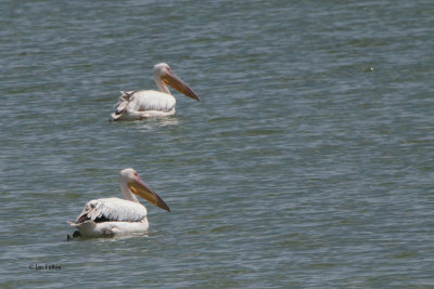 Great White Pelican, Sorbulak Lakes, Kazakhstan