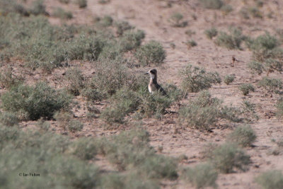 Greater Sand Plover, Taukum Desert, Kazakhstan