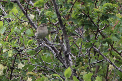 Greenish Warbler, Tien Shan Mountains, Kazakhstan