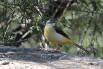 Grey Wagtail, Tien Shan Mountains, Kazakhstan