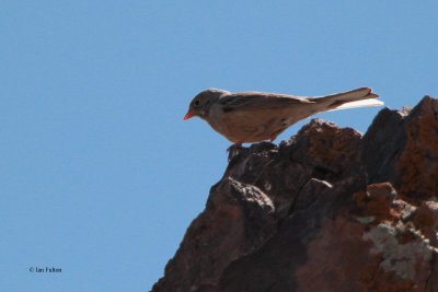 Grey-headed Bunting, Kokpek Pass, Kazakhstan