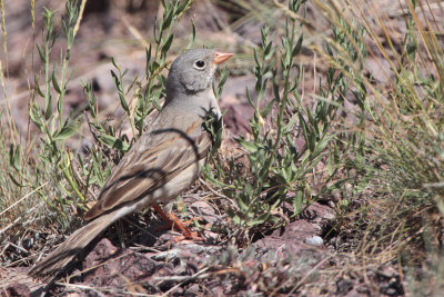 Grey-headed Bunting, Kokpek Pass, Kazakhstan