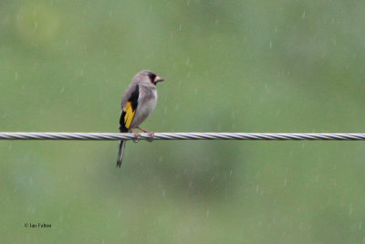 Grey-headed Goldfinch, Kaskelen Ili-Ala-Tau NP, Kazakstan