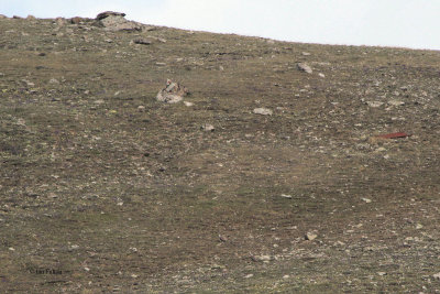 Himalayan Snowcock, Tien Shan Mountains, Kazakhstan