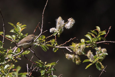 Hume's Wabler, Tien Shan Mountains, Kazakhstan