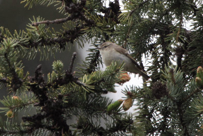 Hume's Wabler, Tien Shan Mountains, Kazakhstan