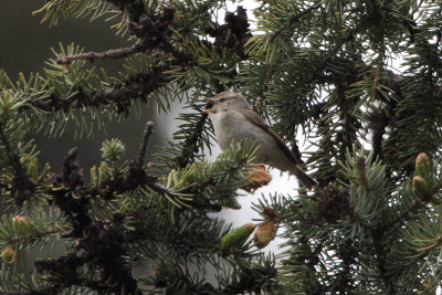 Hume's Wabler, Tien Shan Mountains, Kazakhstan