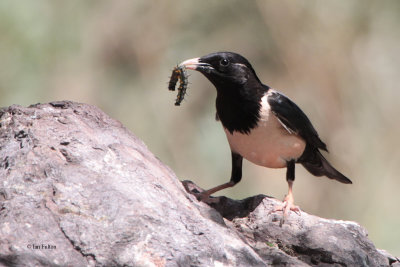 Rose-coloured Starling, Kokpek Pass, Kazakhstan