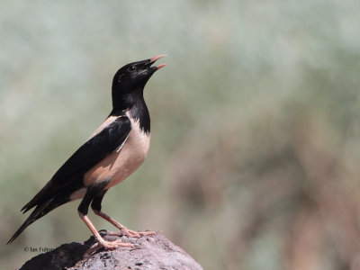 Rose-coloured Starling, Kokpek Pass, Kazakhstan