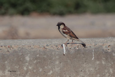 Indian House Sparrow, Taukum Desert, Kazakhstan