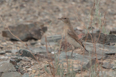 Isabelline Wheatear, Sogety Valley, Kazakhstan