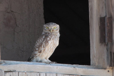 Little Owl,Taukum Desert, Kazakhstan