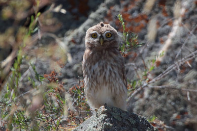 Little Owl,Tamgaly, Kazakhstan
