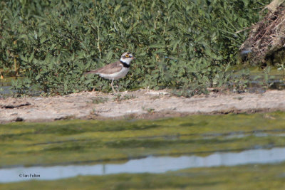 Little Ringed Plover, Taukum Desert, Kazakhstan