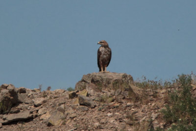 Long-legged Buzzard, Taukum Desert, Kazakhstan