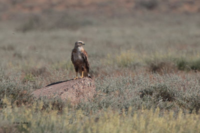 Long-legged Buzzard, Taukum Desert, Kazakhstan