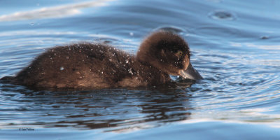 Tufted Duck, Hogganfield Loch-Glasgow, Clyde
