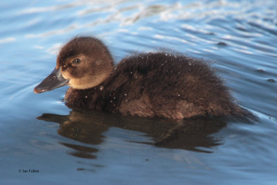 Tufted Duck, Hogganfield Loch-Glasgow, Clyde