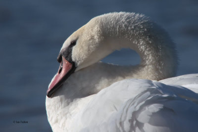 Mute Swan, Hogganfield Loch-Glasgow, Clyde