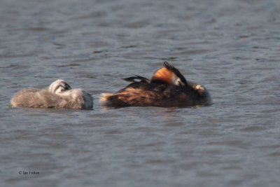 Great Crested Grebe, Hogganfield Loch-Glasgow, Clyde