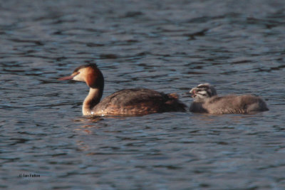 Great Crested Grebe, Hogganfield Loch-Glasgow, Clyde