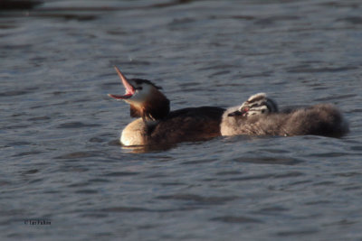Great Crested Grebe, Hogganfield Loch-Glasgow, Clyde