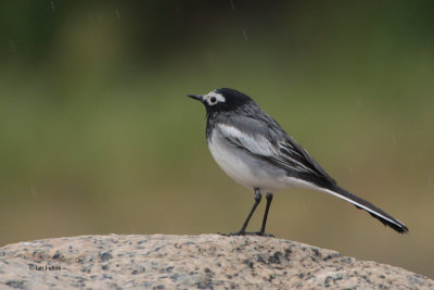 Masked Wagtail, Kaskelen Ili-Ala-Tau NP, Kazakhstan