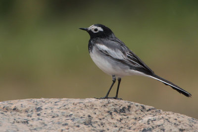 Masked Wagtail, Kaskelen Ili-Ala-Tau NP, Kazakhstan