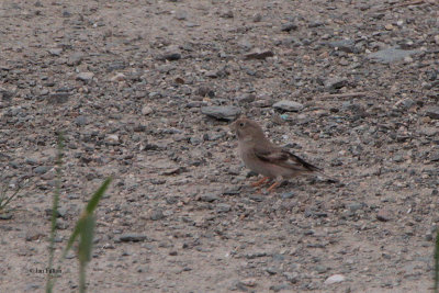 Mongolian Finch, Sogety Valley, Kazakhstan