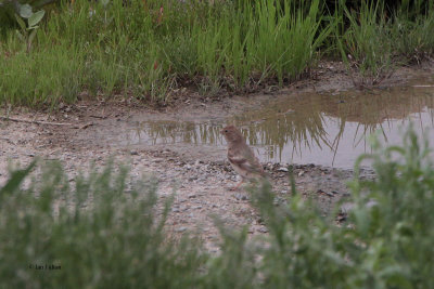 Mongolian Finch, Sogety Valley, Kazakhstan