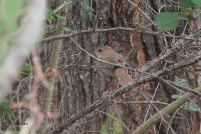 Nightingale, Charyn River guest house, Kazakhstan