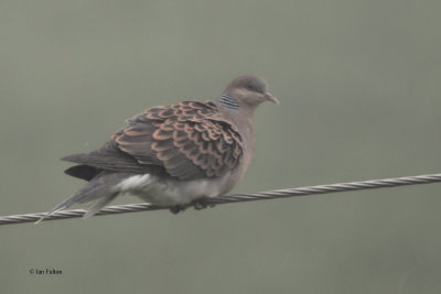 Oriental Turtle Dove, Kaskelen Ili-Ala-Tau NP, Kazakhstan